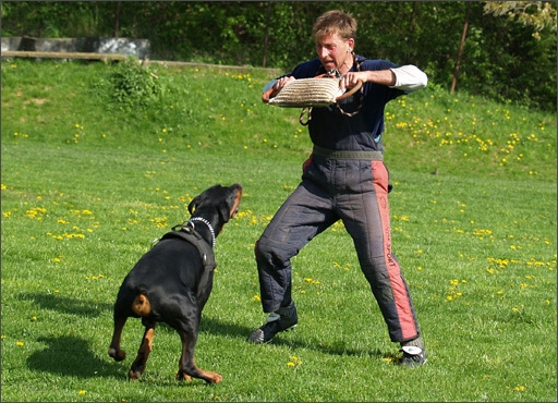 Dogs in training 5/2008